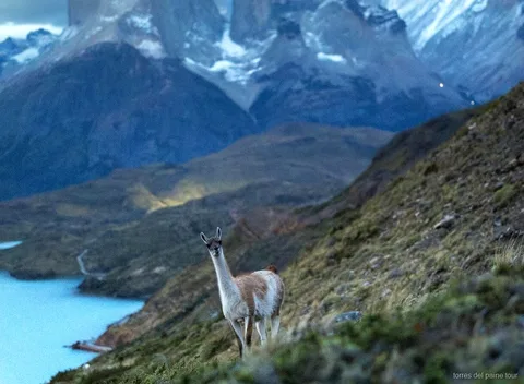 Guanacos spotted during the private Laguna Azul horseback ride