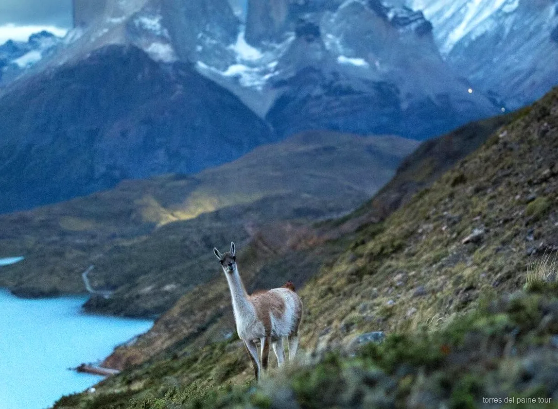Guanacos spotted during the private Laguna Azul horseback ride