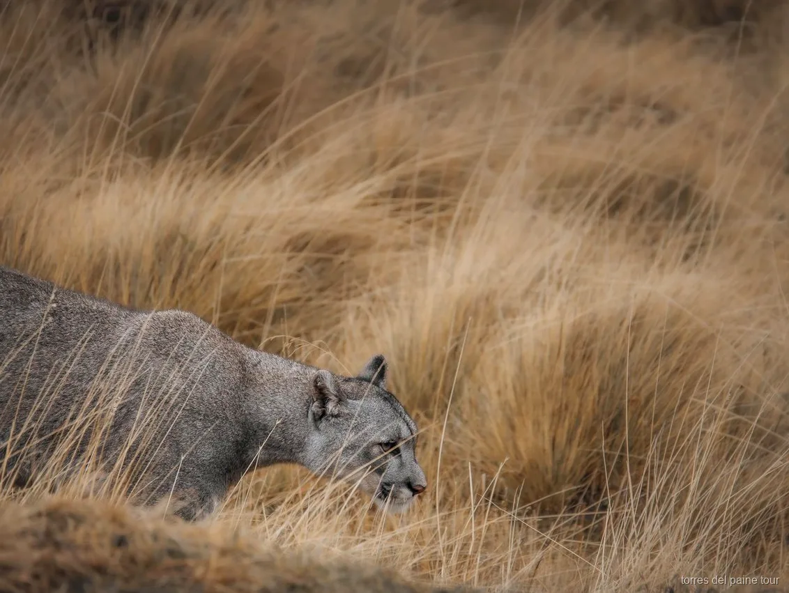 Guide tracking wildlife signs during the Torres del Paine puma tracking tour