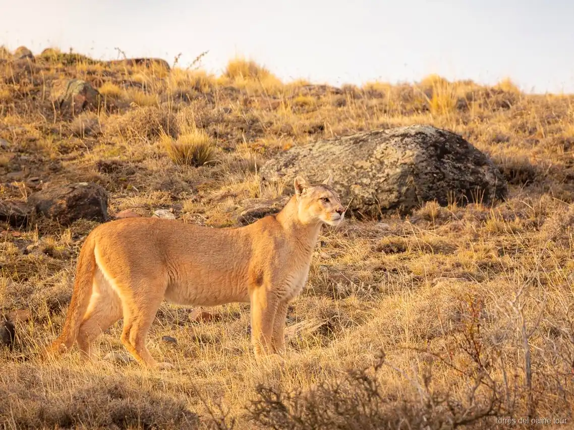 Small group using binoculars during the Torres del Paine puma tracking expedition