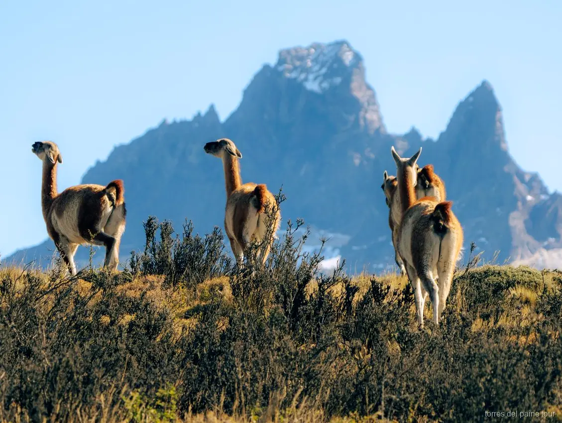 Milodon Cave Natural Monument stop near Puerto Natales